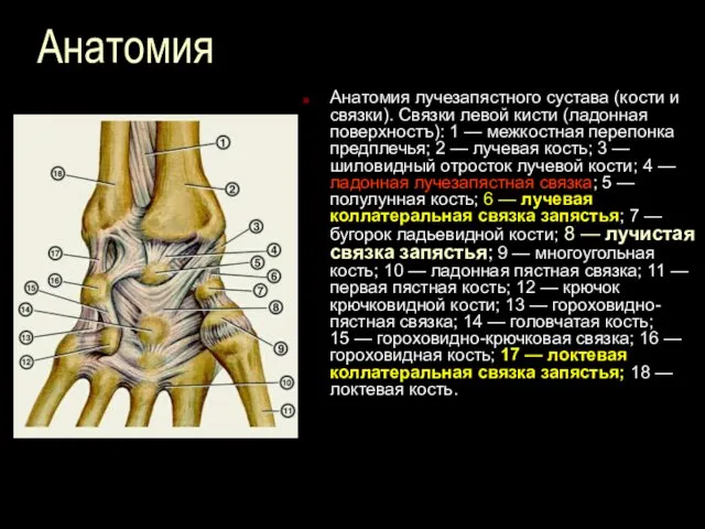 Анатомия Анатомия лучезапястного сустава (кости и связки). Связки левой кисти