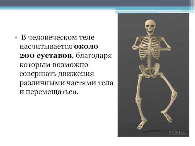 В человеческом теле насчитывается около 200 суставов, благодаря которым возможно