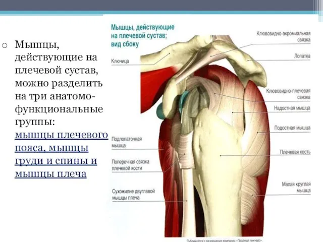 Мышцы, действующие на плечевой сустав, можно разделить на три анатомо-функциональные