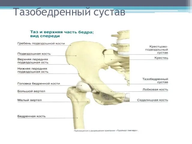 Тазобедренный сустав