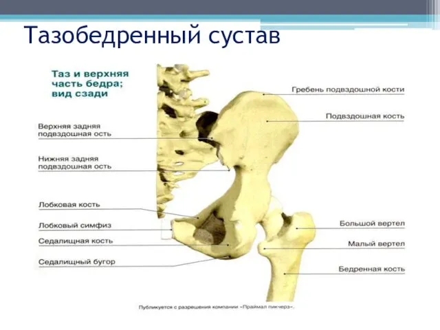 Тазобедренный сустав