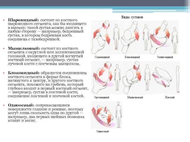 Шаровидный: состоит из костного шаровидного сегмента, как бы входящего в