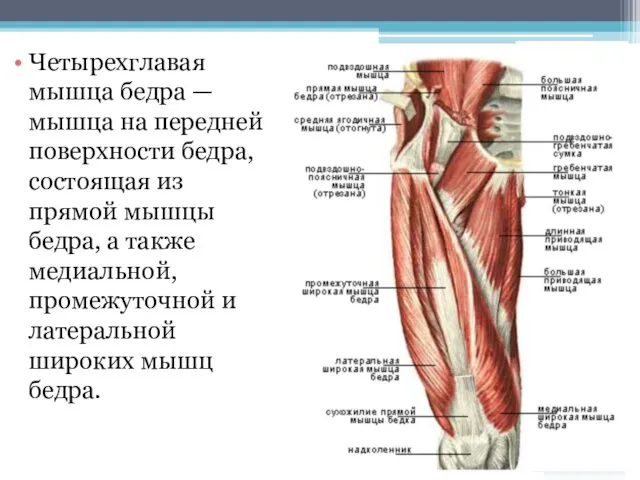 Четырехглавая мышца бедра — мышца на передней поверхности бедра, состоящая