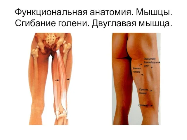 Функциональная анатомия. Мышцы. Сгибание голени. Двуглавая мышца.