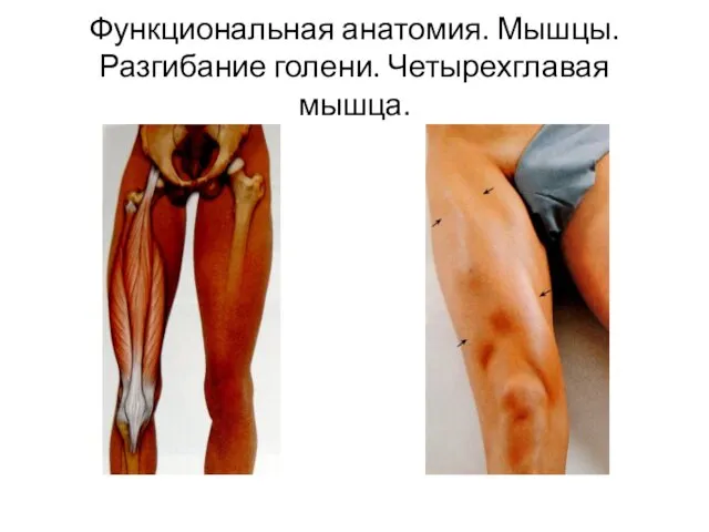 Функциональная анатомия. Мышцы. Разгибание голени. Четырехглавая мышца.