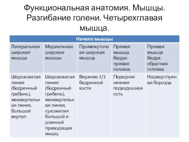 Функциональная анатомия. Мышцы. Разгибание голени. Четырехглавая мышца.