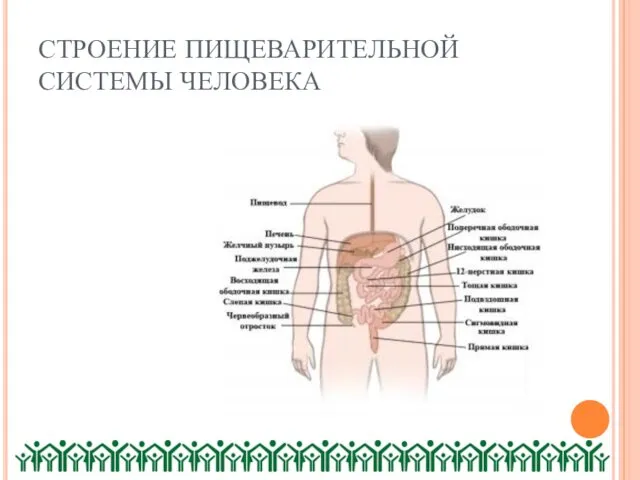 СТРОЕНИЕ ПИЩЕВАРИТЕЛЬНОЙ СИСТЕМЫ ЧЕЛОВЕКА