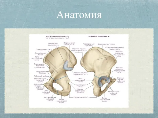 Анатомия