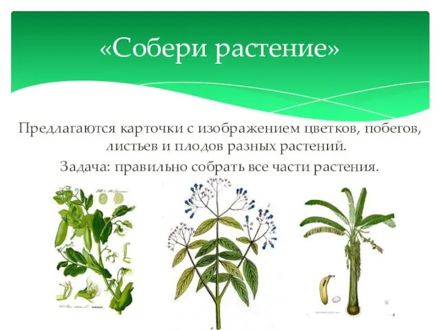 Предлагаются карточки с изображением цветков, побегов, листьев и плодов разных