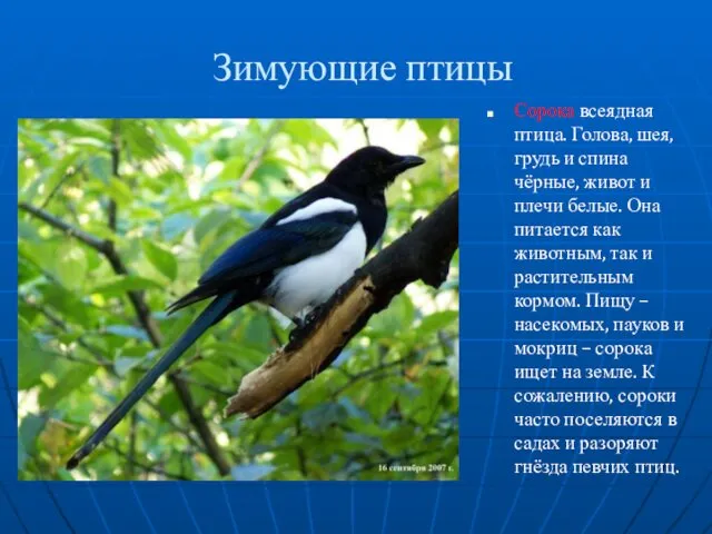 Зимующие птицы Сорока всеядная птица. Голова, шея, грудь и спина чёрные, живот и