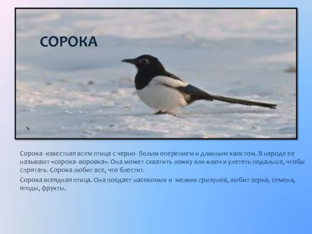 СОРОКА Сорока- известная всем птица с черно- белым оперением и