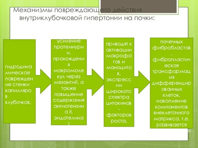 Механизмы повреждающего действия внутриклубочковой гипертонии на почки: гидродинамическое повреждение стенки