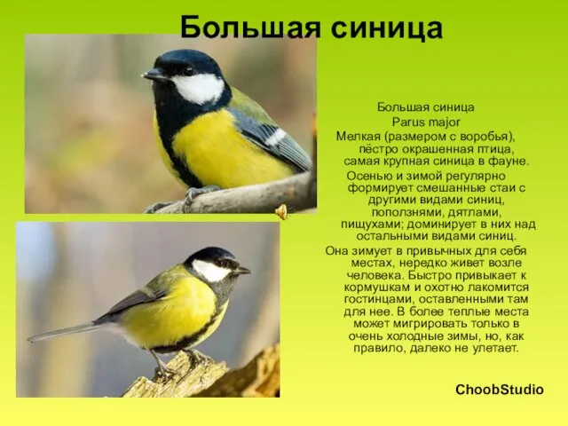 Большая синица Большая синица Parus major Мелкая (размером с воробья),