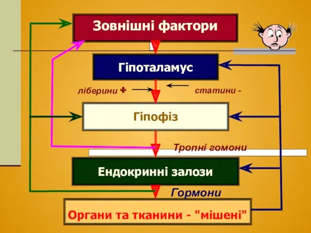 Зовнішні фактори Гіпоталамус Гіпофіз Ендокринні залози Органи та тканини - "мішені" Тропні гомони Гормони