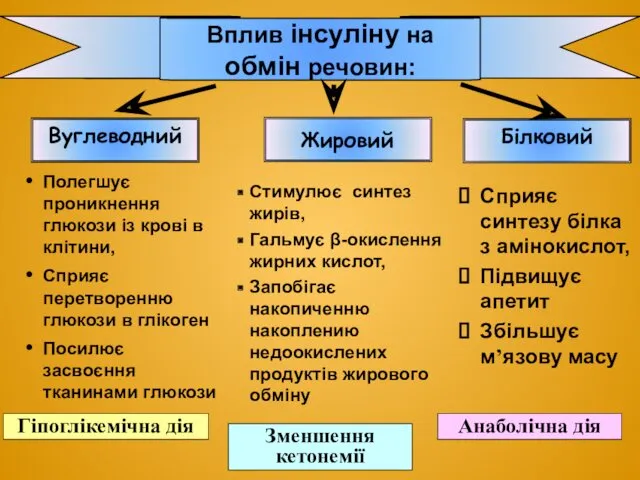 Вплив інсуліну на обмін речовин: Вуглеводний Жировий Білковий Полегшує проникнення