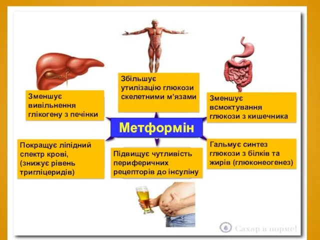 Зменшує всмоктування глюкози з кишечника Гальмує синтез глюкози з білків