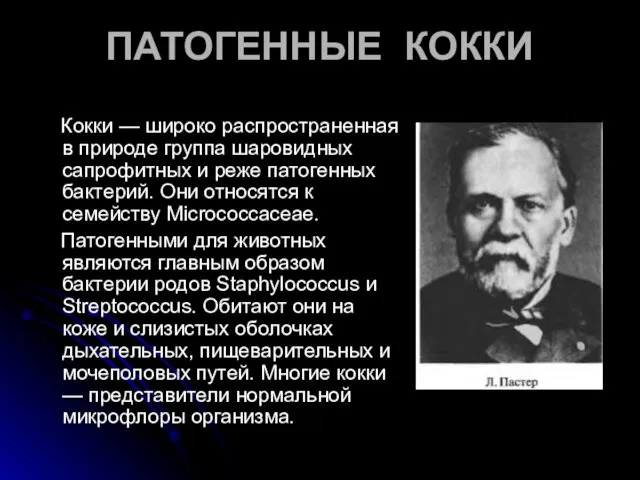 ПАТОГЕННЫЕ КОККИ Кокки — широко распространенная в природе группа шаровидных