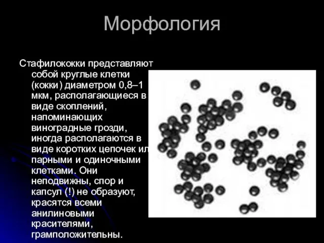 Морфология Стафилококки представляют собой круглые клетки (кокки) диаметром 0,8–1 мкм,