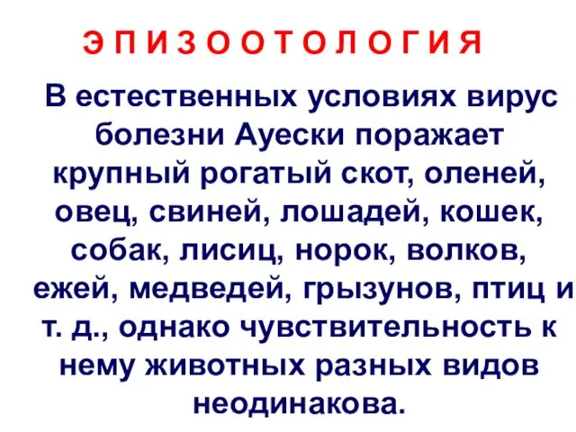 В естественных условиях вирус болезни Ауески поражает крупный рогатый скот, оленей, овец, свиней,