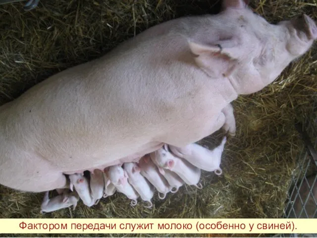 Фактором передачи служит молоко (особенно у свиней).