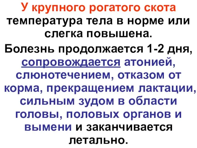 У крупного рогатого скота температура тела в норме или слегка повышена. Болезнь продолжается