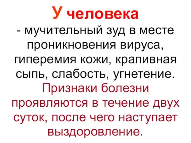 У человека - мучительный зуд в месте проникновения вируса, гиперемия кожи, крапивная сыпь,