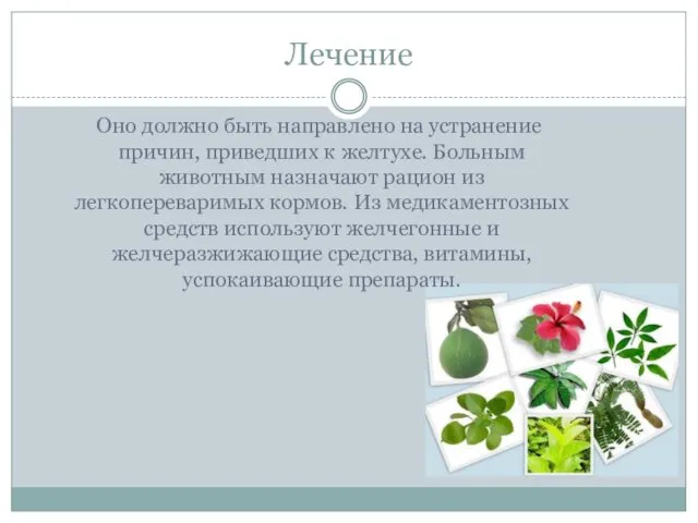 Лечение Оно должно быть направлено на устранение причин, приведших к желтухе. Больным животным