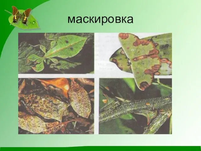 маскировка