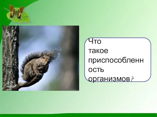 Что такое приспособленность организмов?