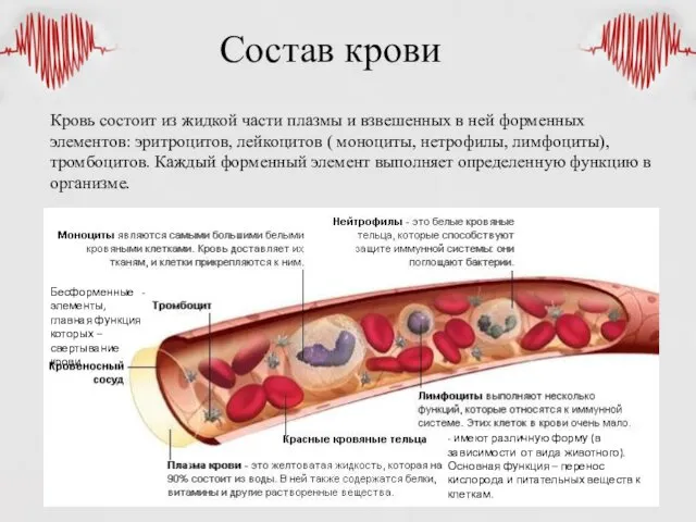 Состав крови Кровь состоит из жидкой части плазмы и взвешенных