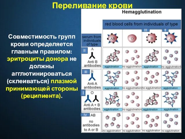 Переливание крови Совместимость групп крови определяется главным правилом: эритроциты донора