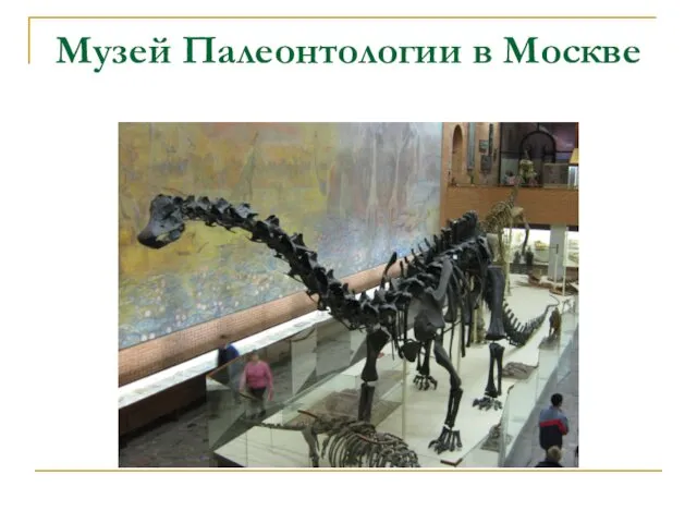 Музей Палеонтологии в Москве