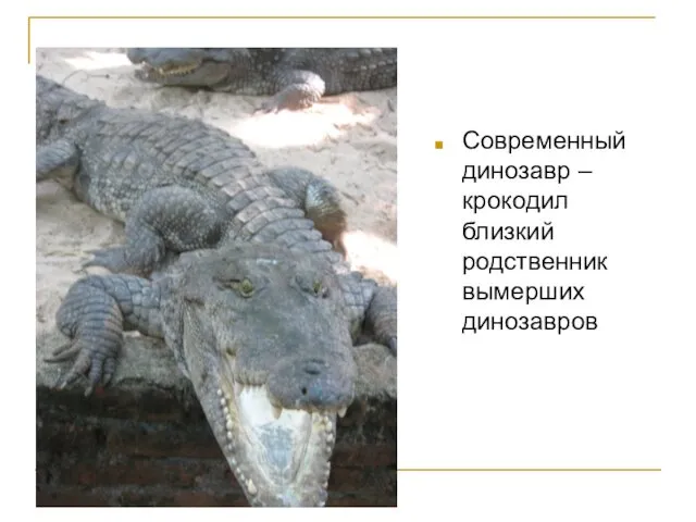 Современный динозавр – крокодил близкий родственник вымерших динозавров