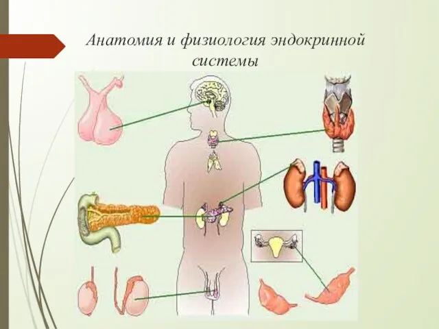 Анатомия и физиология эндокринной системы
