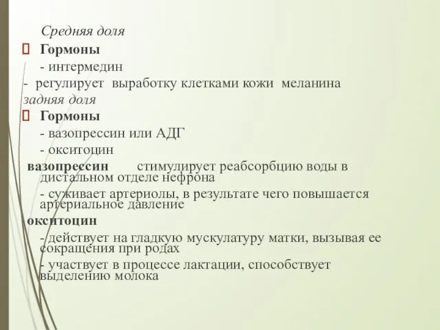 Средняя доля Гормоны - интермедин - регулирует выработку клетками кожи