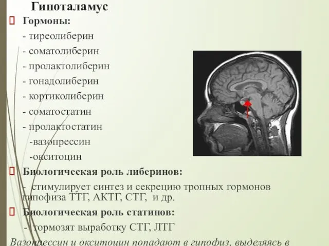 Гипоталамус Гормоны: - тиреолиберин - соматолиберин - пролактолиберин - гонадолиберин