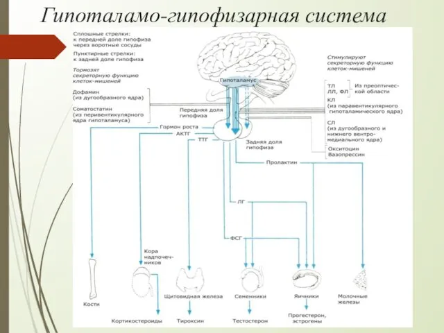 Гипоталамо-гипофизарная система