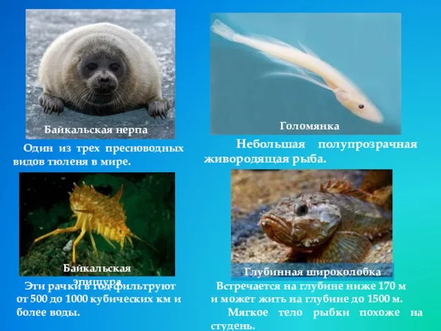 Байкальская нерпа Один из трех пресноводных видов тюленя в мире.