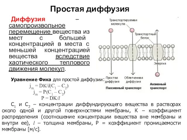 Простая диффузия Диффузия – самопроизвольное перемещение вещества из мест с