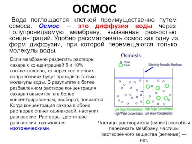 ОСМОС Вода поглощается клеткой преимущественно путем осмоса. Осмос — это