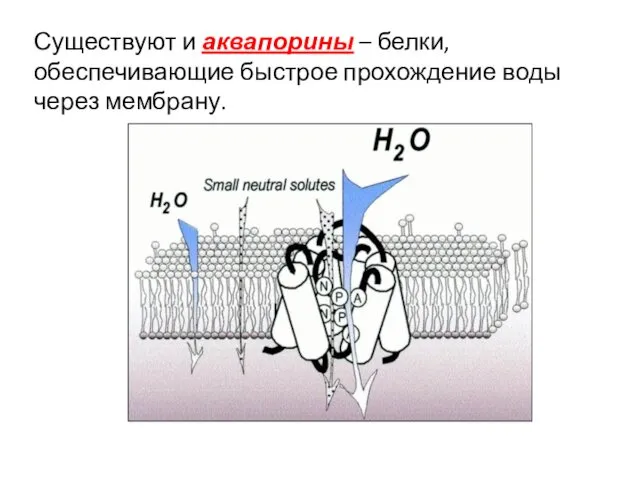 Существуют и аквапорины – белки, обеспечивающие быстрое прохождение воды через мембрану.