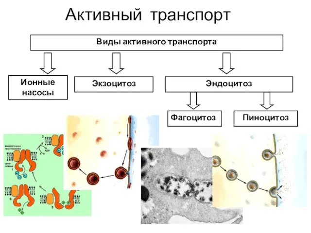 Активный транспорт Виды активного транспорта Ионные насосы Экзоцитоз Эндоцитоз Фагоцитоз Пиноцитоз