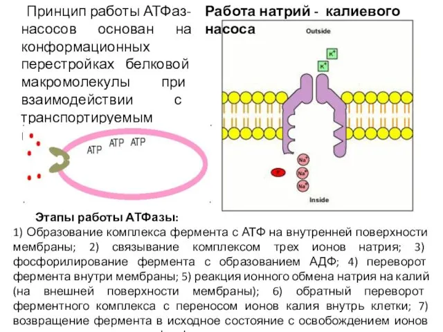 Принцип работы АТФаз-насосов основан на конформационных перестройках белковой макромолекулы при