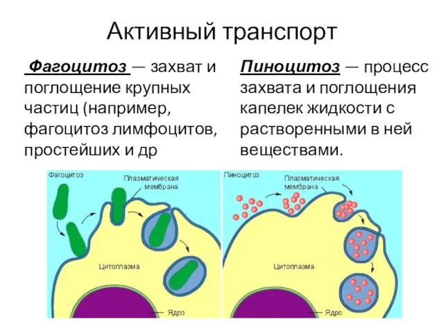 Активный транспорт Фагоцитоз — захват и поглощение крупных частиц (например,