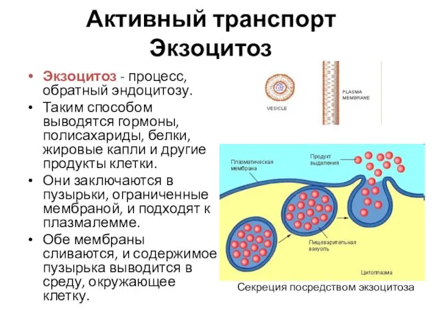 Активный транспорт Экзоцитоз Экзоцитоз - процесс, обратный эндоцитозу. Таким способом