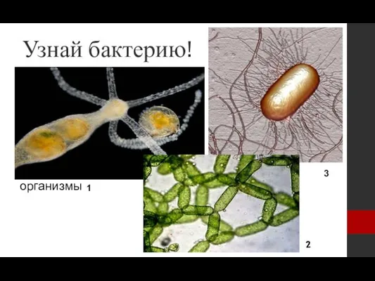 Узнай бактерию! Бактерии – одноклеточные организмы