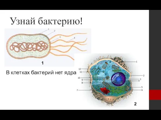 Узнай бактерию! В клетках бактерий нет ядра