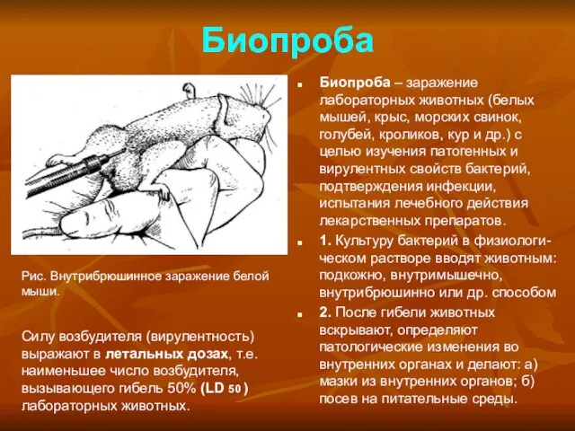 Биопроба Биопроба – заражение лабораторных животных (белых мышей, крыс, морских