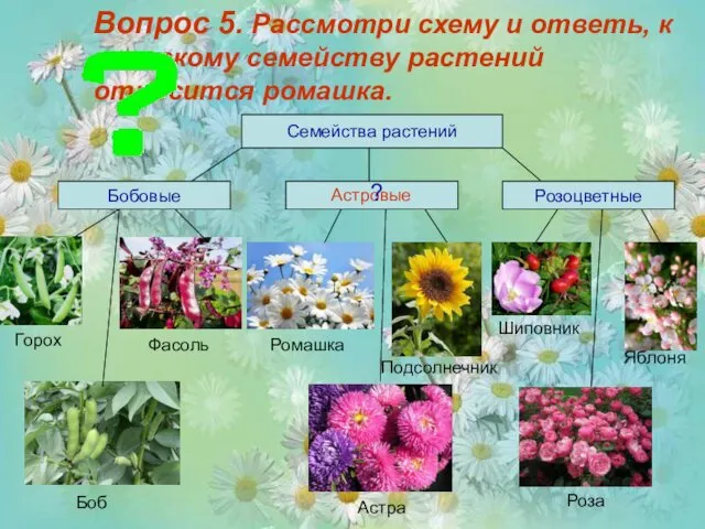 Вопрос 5. Рассмотри схему и ответь, к какому семейству растений