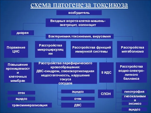 схема патогенеза токсикоза возбудитель Бактериемия.токсинемия, вирусемия диарея Входные ворота-клетка-мишень- энетроцит,